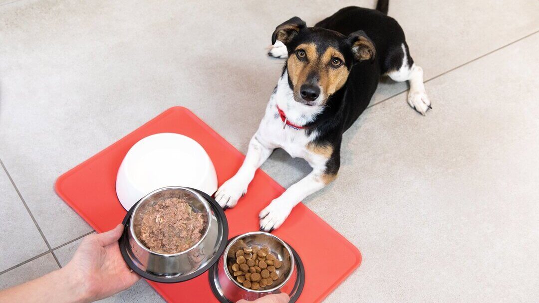 Is purina dog food 2025 good for your dog